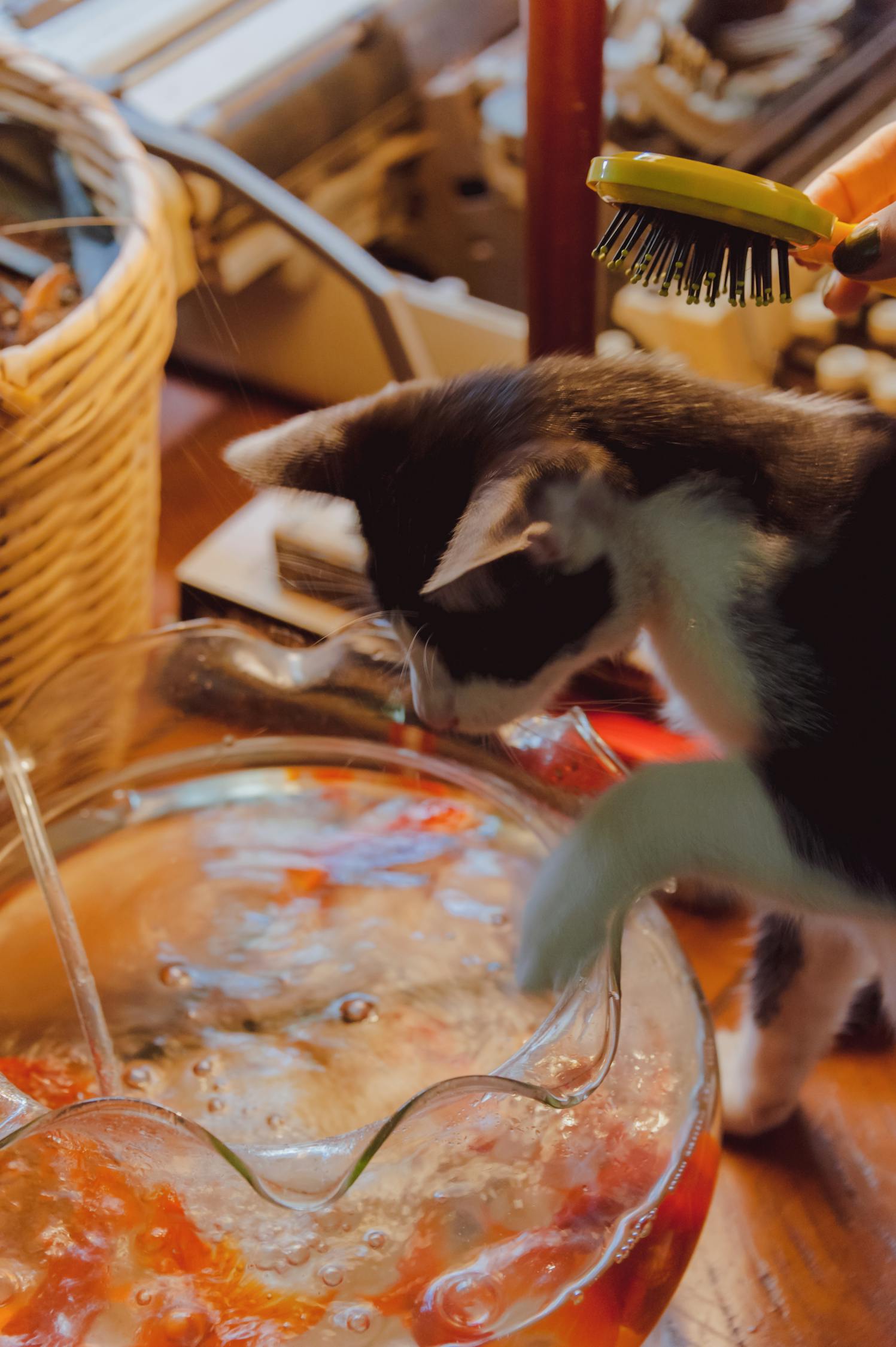 奎屯最新猫销售动态，探索猫的世界