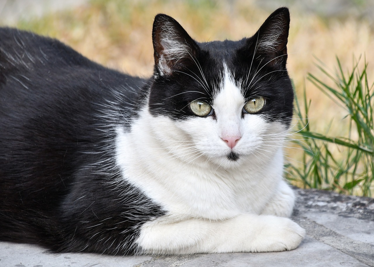 猫途最新探索，揭开猫咪新世界的神秘面纱