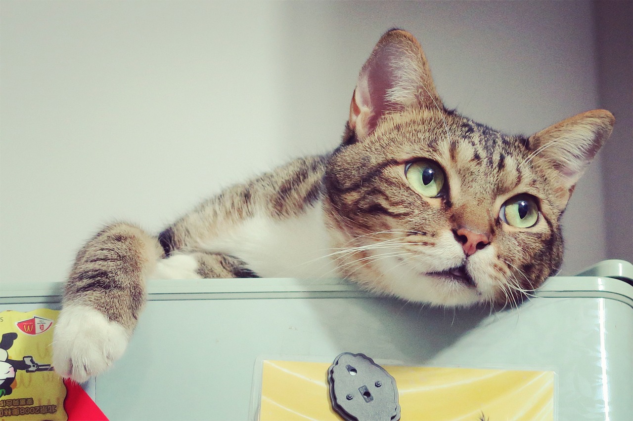 猫色444最新探索，猫咪魅力与时尚潮流的完美结合