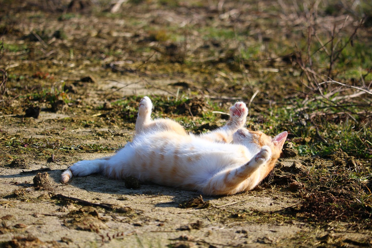 探索斑布猫新时代时尚潮流的最新动态