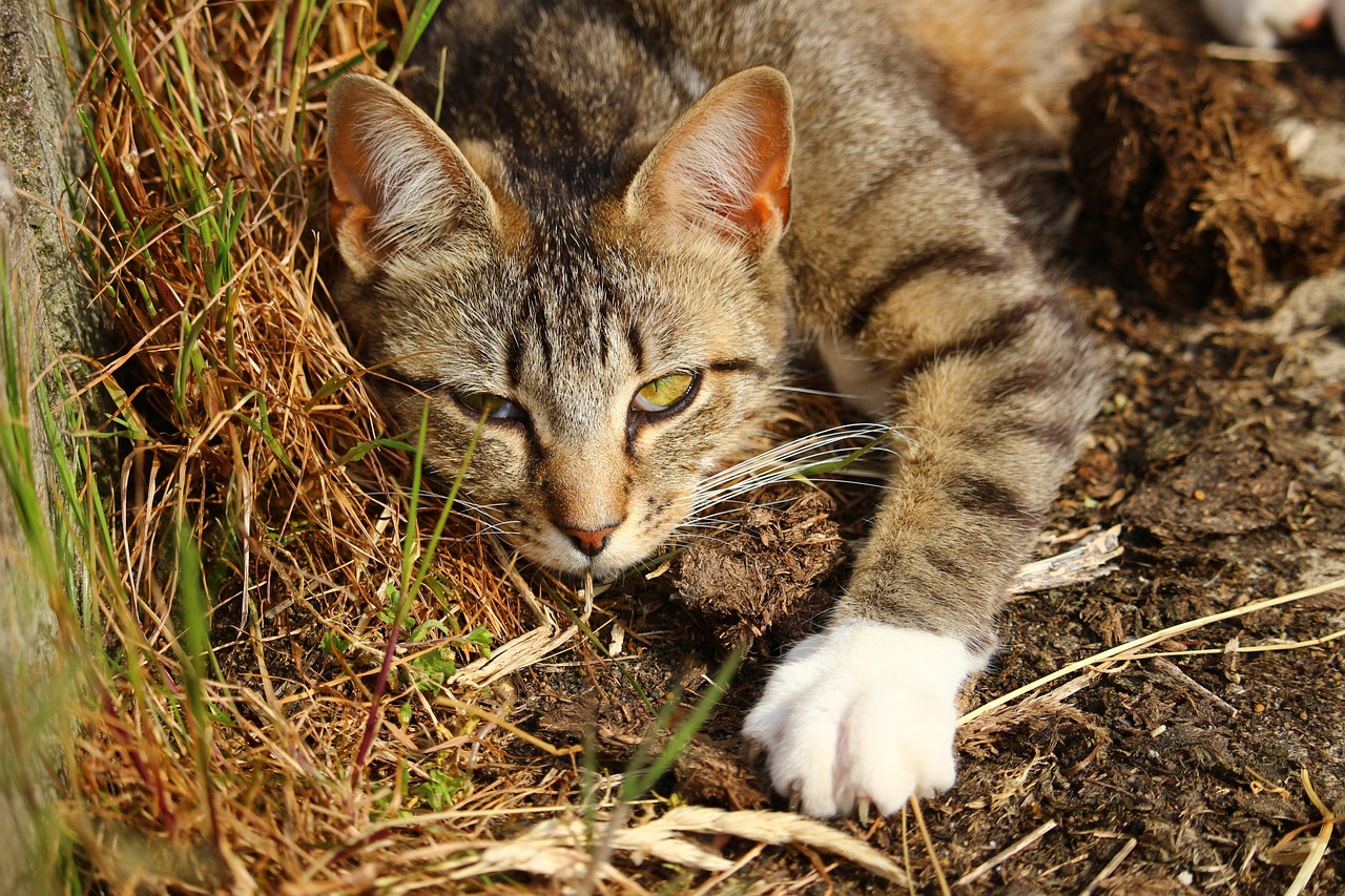 最新旺财猫情况全面解析与更新