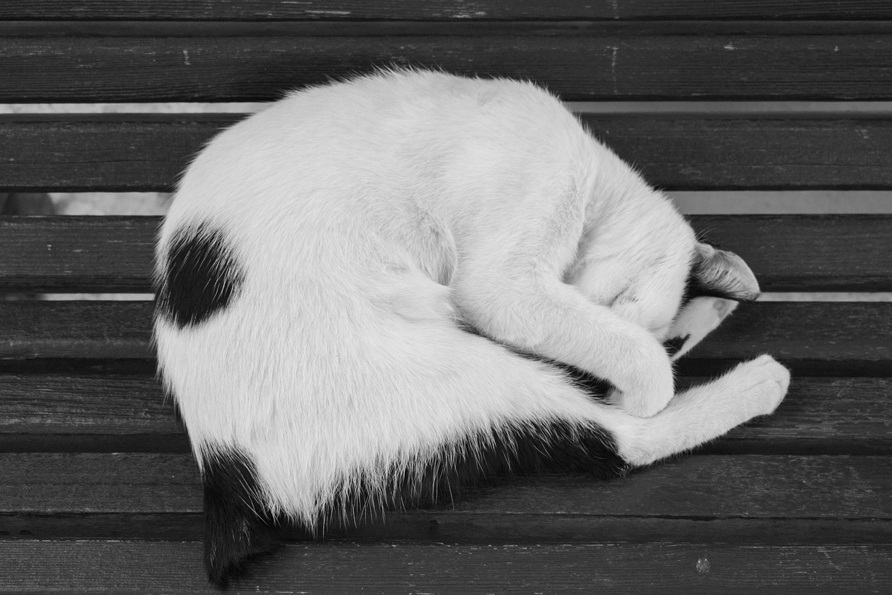 筷猫最新版，智能生活全新体验的革命者