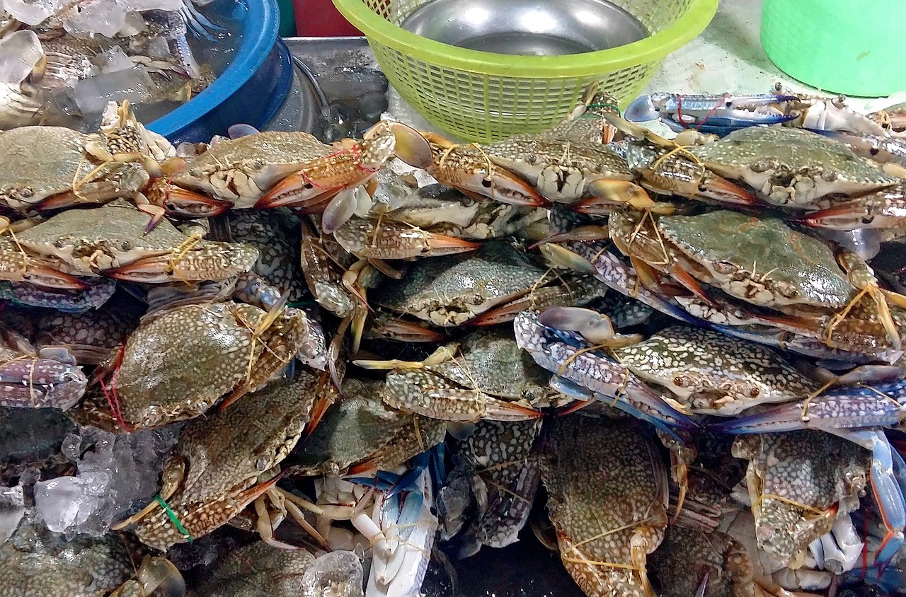 探索海洋美食新时代，海鲜最新消息速递