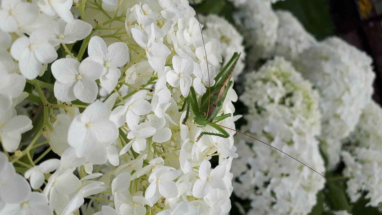 4月最新蝗虫动态引发全球关注