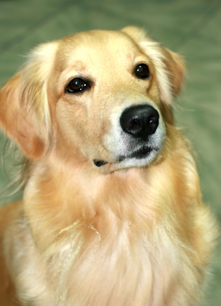 五月赛级犬比赛视频，激情与技艺的巅峰对决